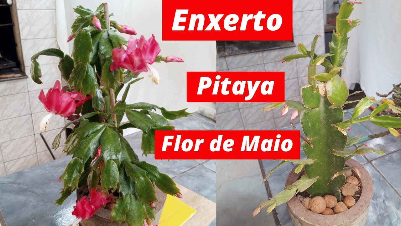 Flor de Maio com Pitaya, enxertia.