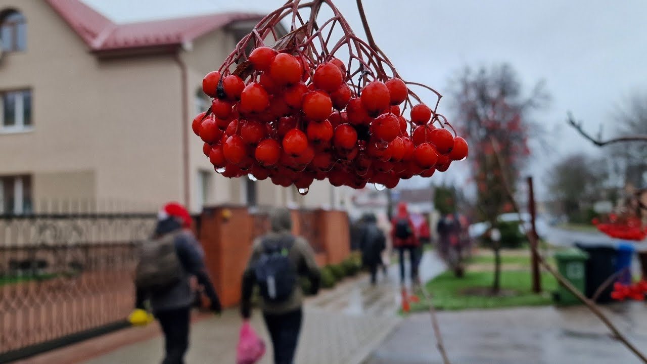 Žygis Alytuje. Po Kalėdinis miškais.