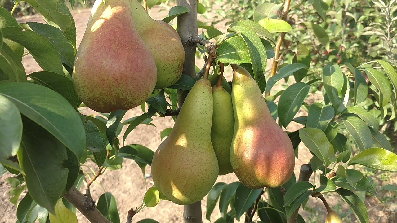 Груша Аббат Фетель / pear Abbat Fetel/ Первый урожай. Сладкие и очень сочные плоды.