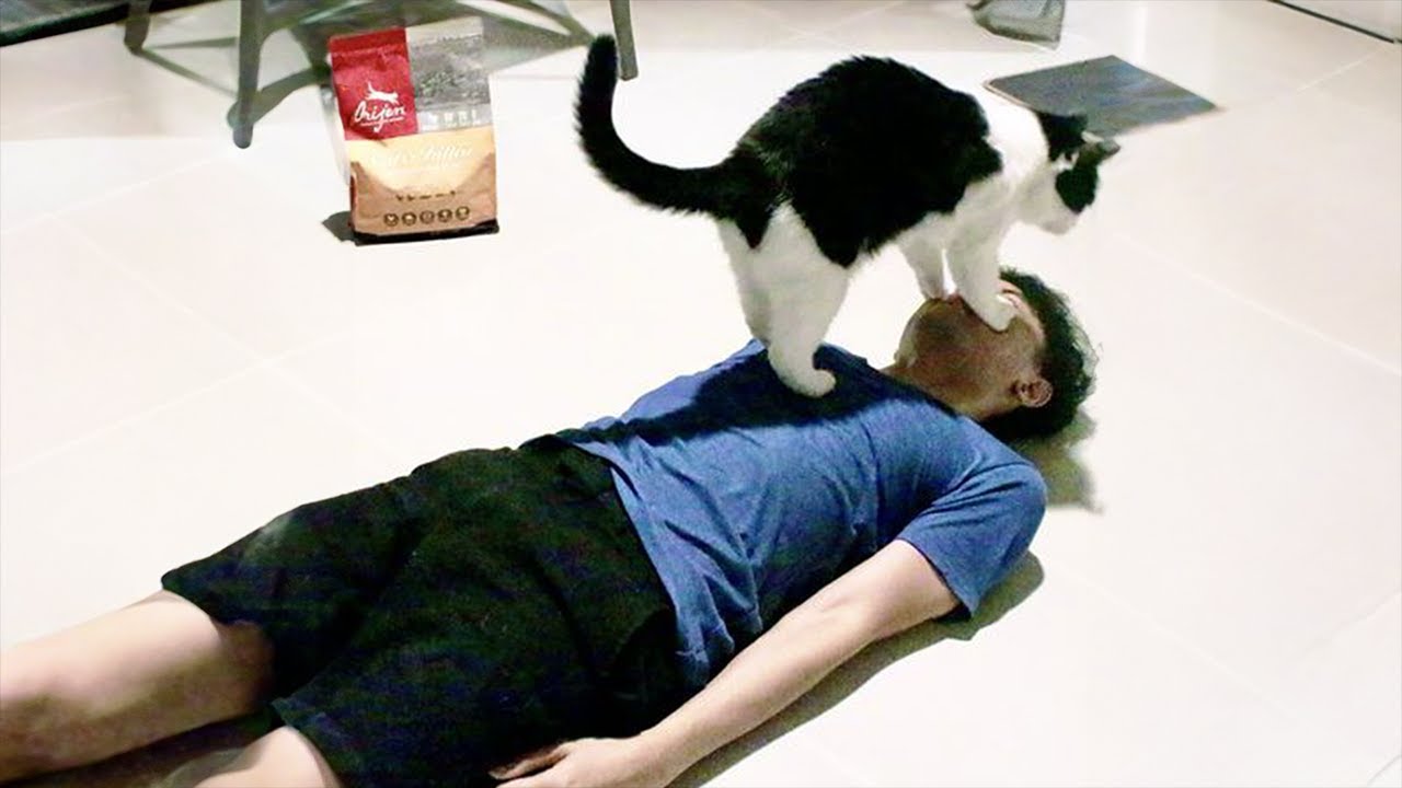 When your cat is in charge of you   Funny Cat and Human 😂
