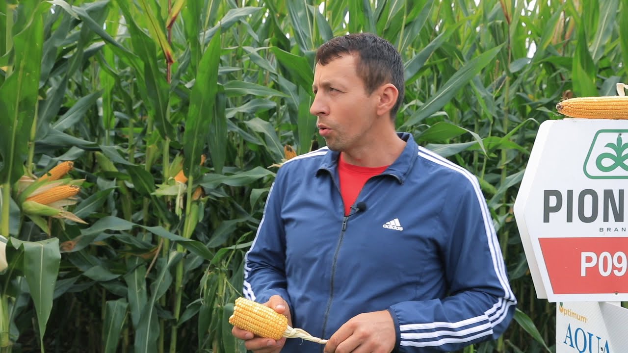 Cum se comporta hibrizii de porumb din portofoliul Corteva? - Hodișan Ovidiu, Bihor