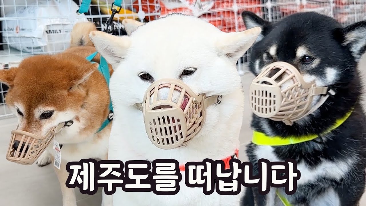 우리가 제주도를 떠나는 이유..!(배타고 제주에서 목포 퀸제누비아호 펫스위트룸)
