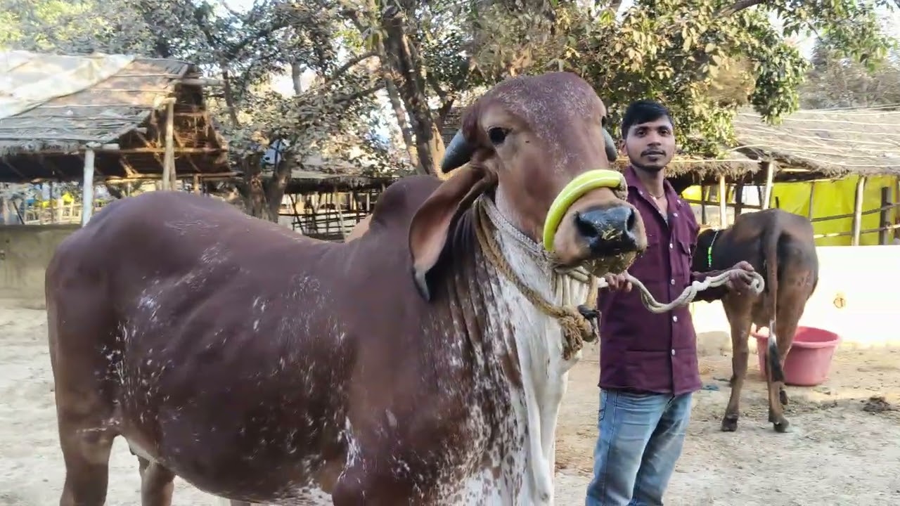 Gir Cow 1st biyat@# Cow 🐄 for sell in chausa pasu mandi buxar Bihar se nya video S pandey 9155472296