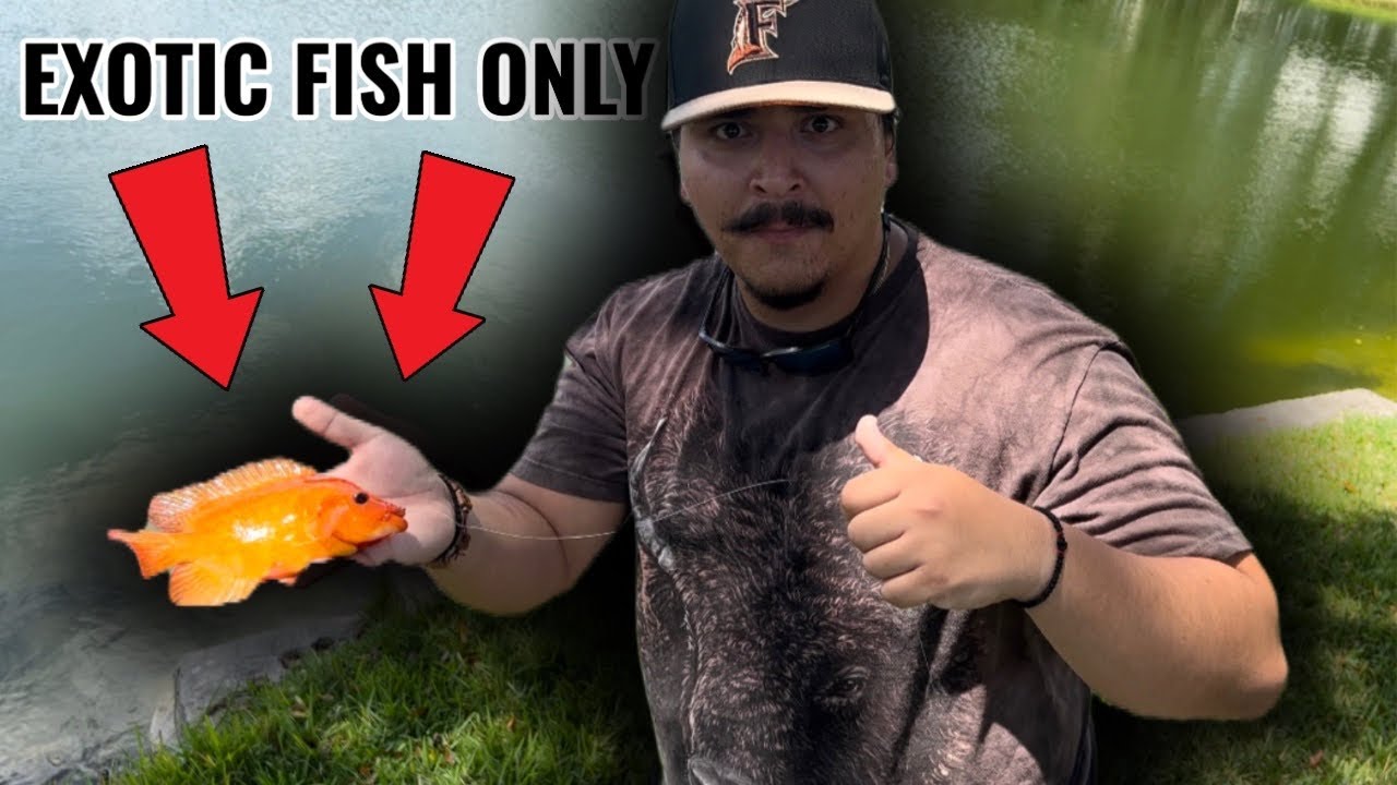 FISHING for Midas and Veija CICHLIDS to SURPRISE my Friends for their Backyard POND! (INSANE!!!!)