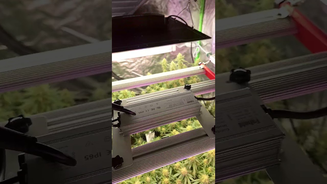 New 240w light for the final push of the Flowering phase!!