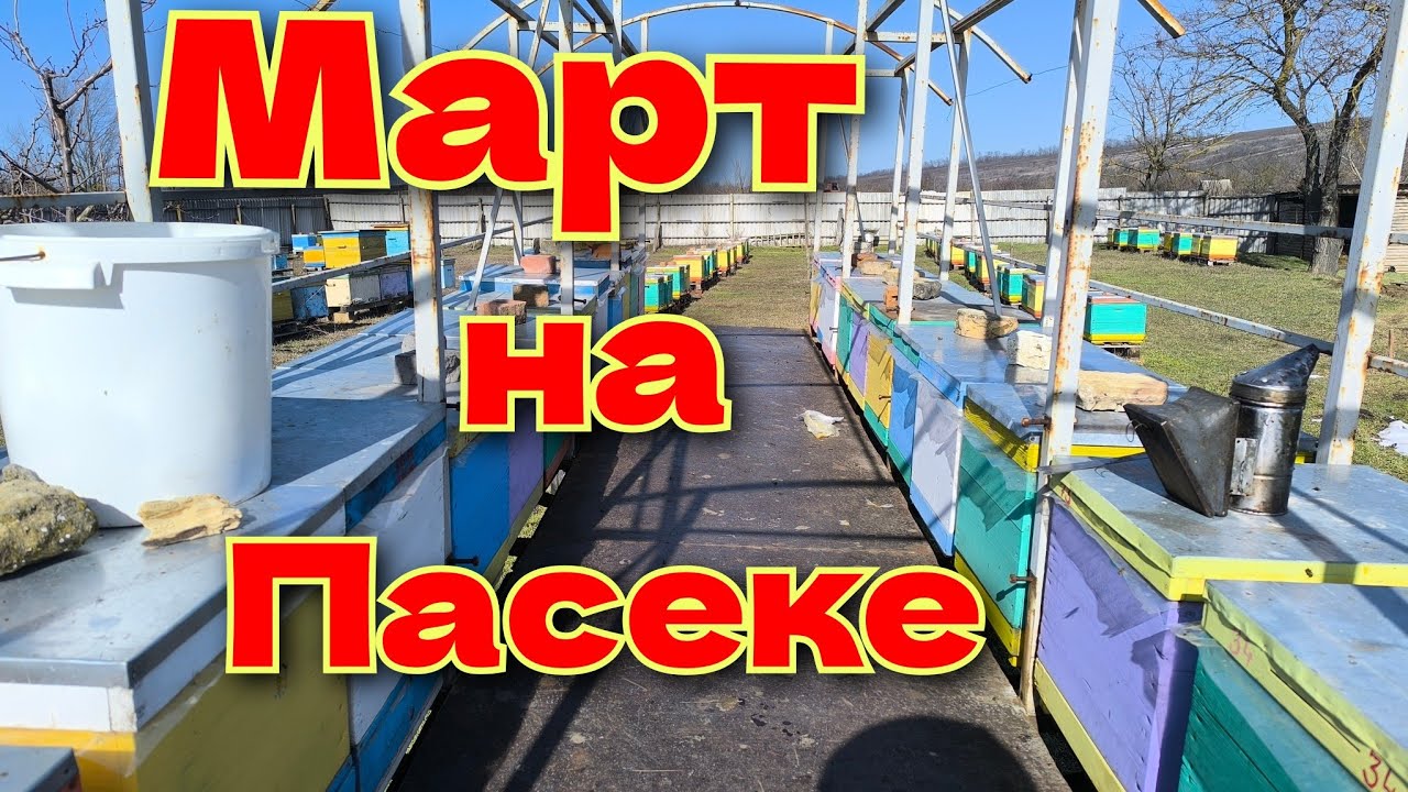 Пасечный сезон 2026 открыт! Сокращаем, утепляем, чистим донья. 