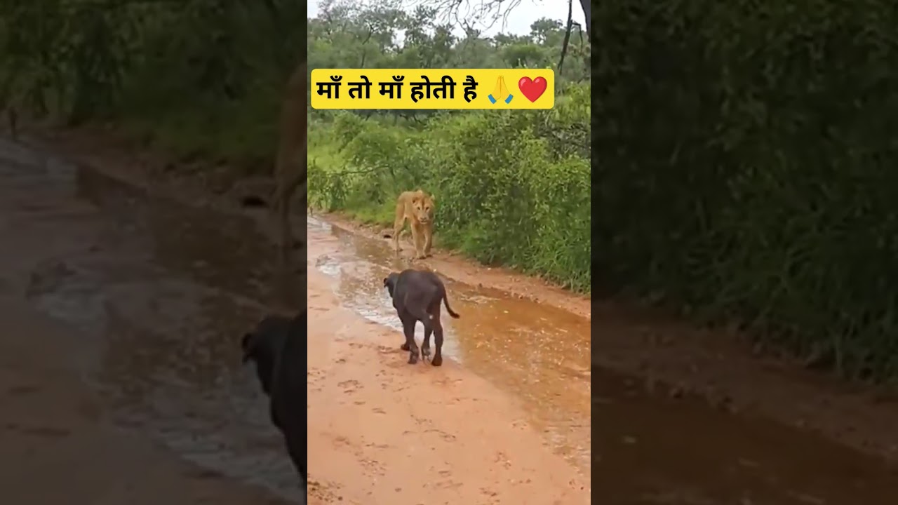 #ma❤️❤️❤️🙏🙏🙏
