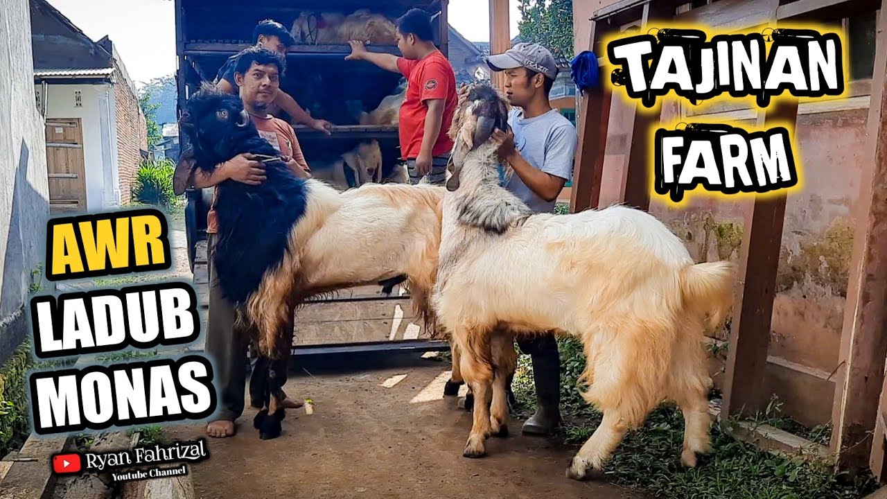 AWR DUWE GAWE || LOADING PENGIRIMAN KAMBING JUMBO KE IBU KOTA