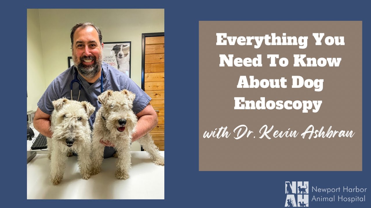 Everything You Need To Know About Dog Endoscopy