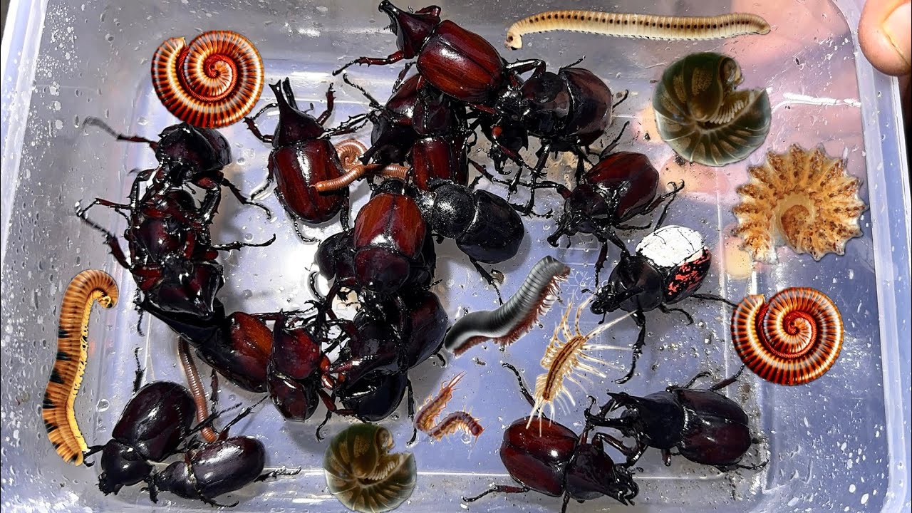 Catch the insect, clean the box, and change the food ( Beetle Millipedes, worm, lizard, gecko)