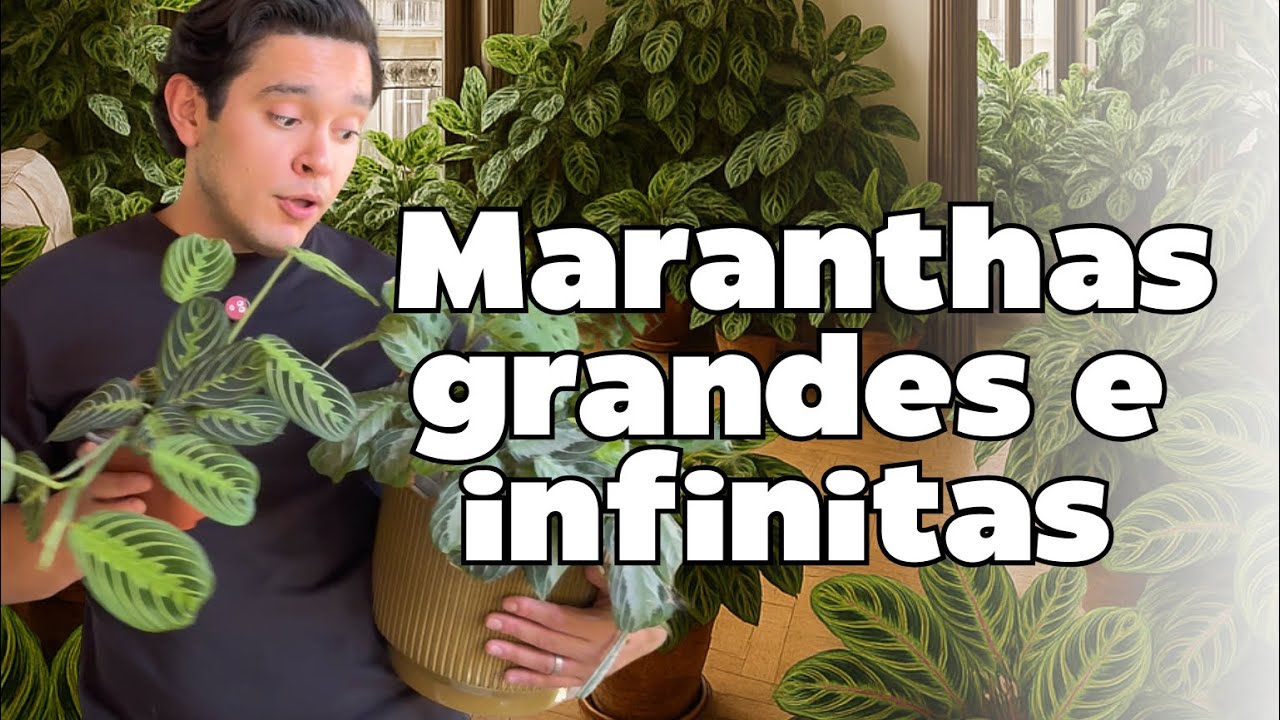MARANTA: La planta MÁS DRAMÁTICA - Cuidados, riego y trasplante paso a paso