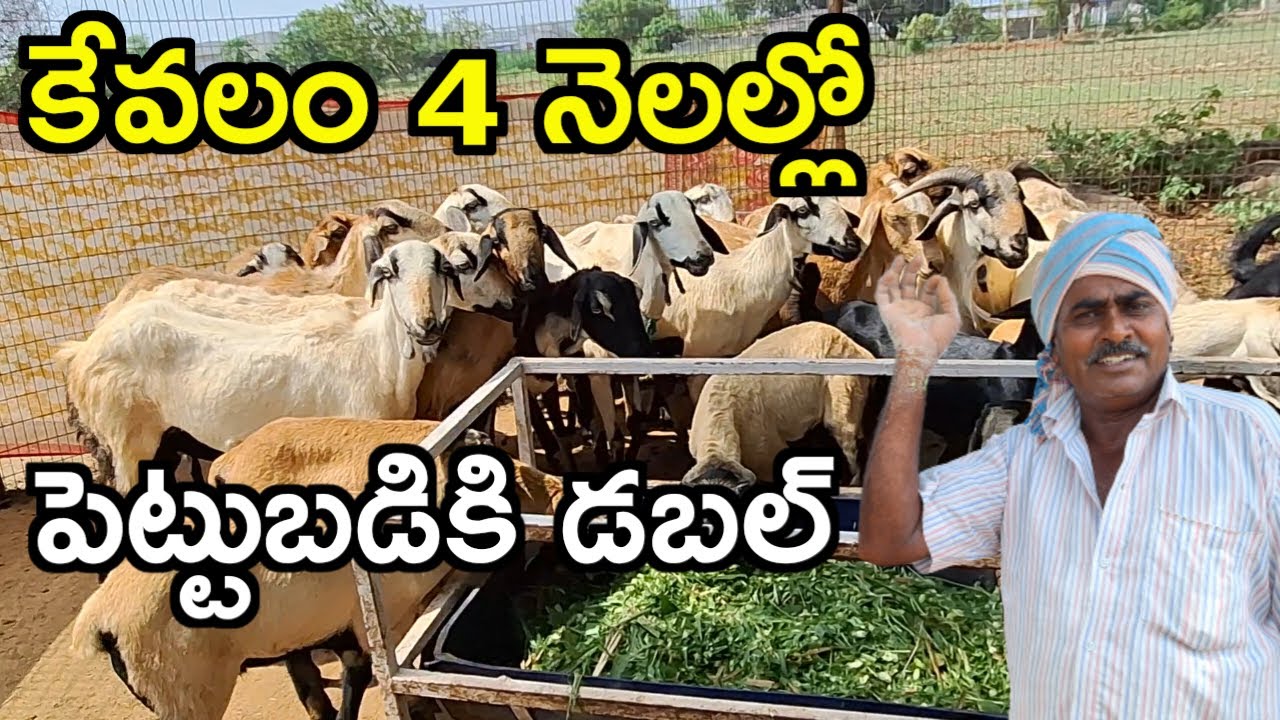 4 నెలల్లో డబల్ వచ్చింది|small scale sheep farm @MalleshAdla