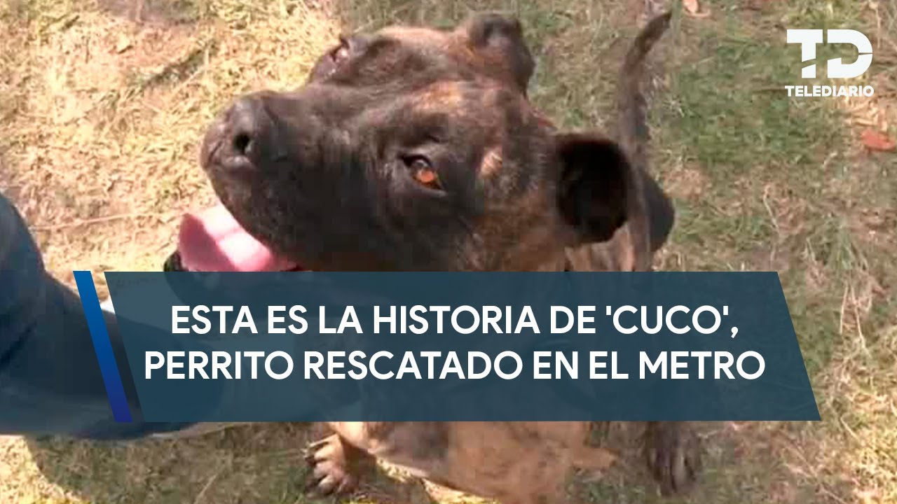 'Cuco' es uno de los perritos rescatados en el Metro de la CdMx; busca familia desde 2021