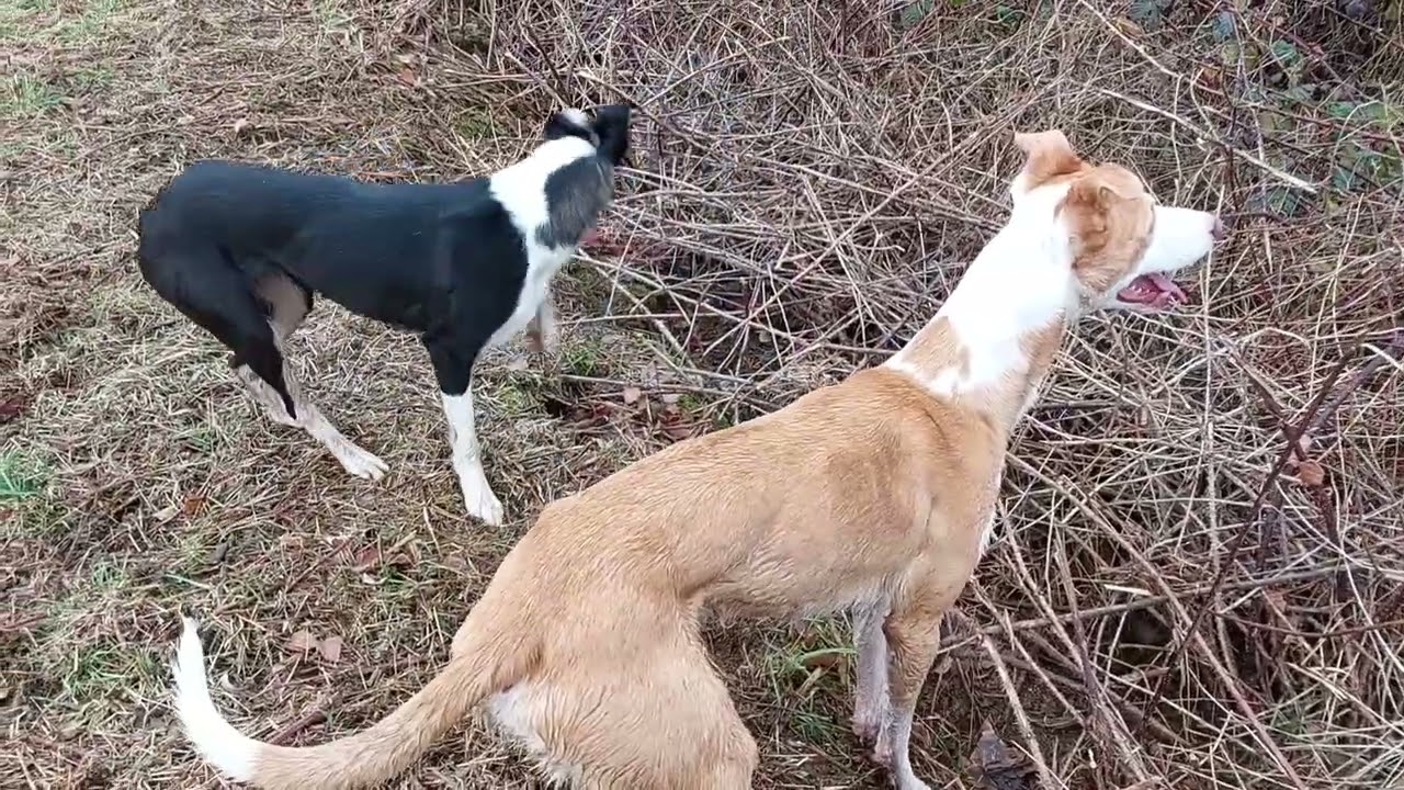bushing with my terrier and lurchers