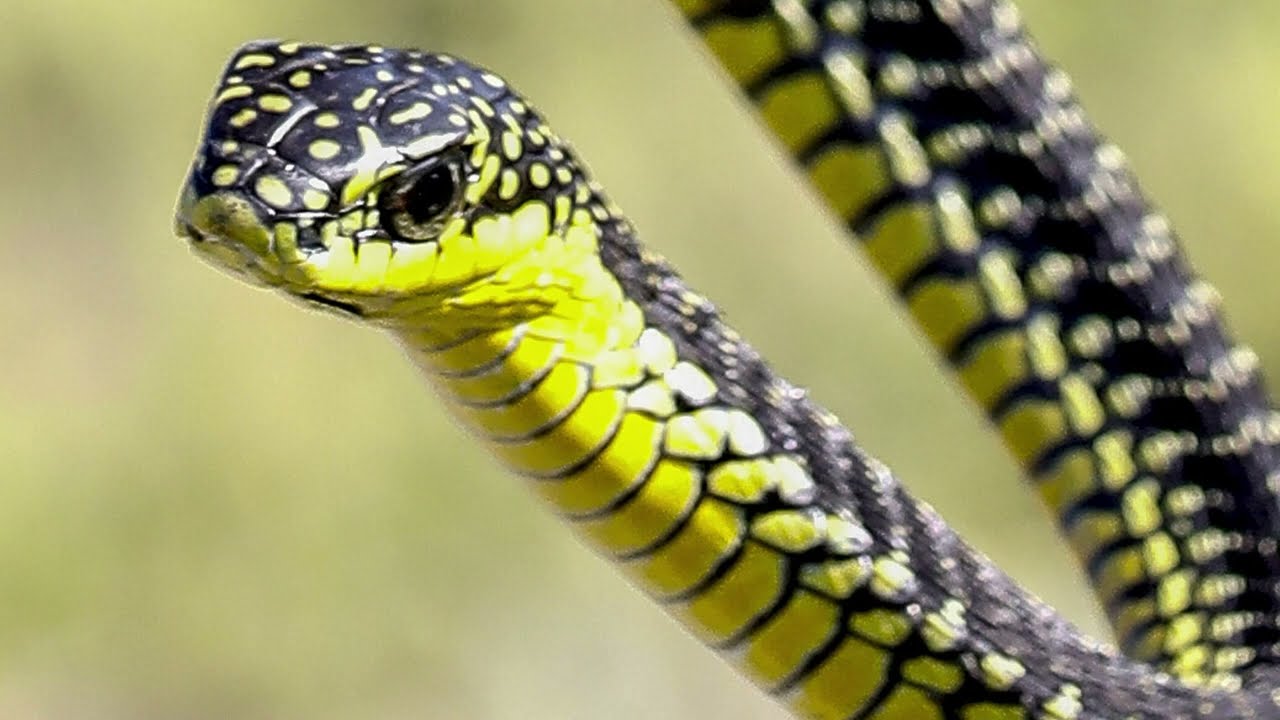 Boomslang