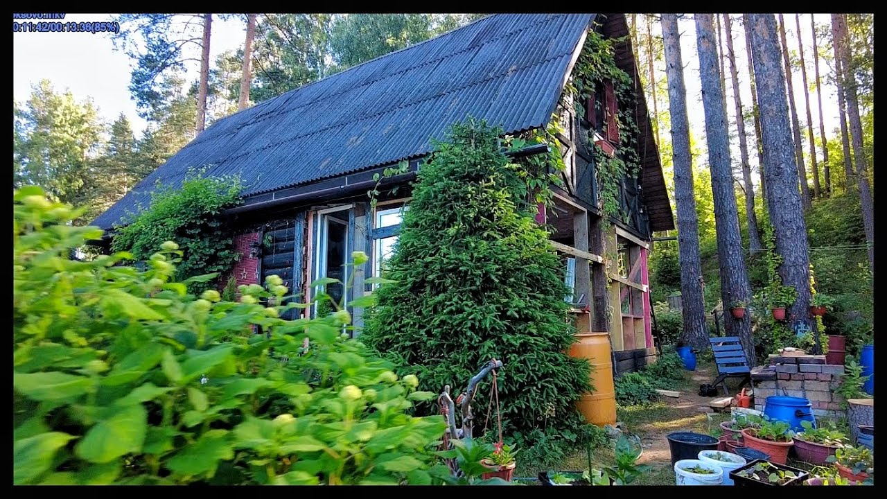 DACHA IN TOKSOVO. MORNING WALKING TOUR Today 2024 Russia Saint Petersburg