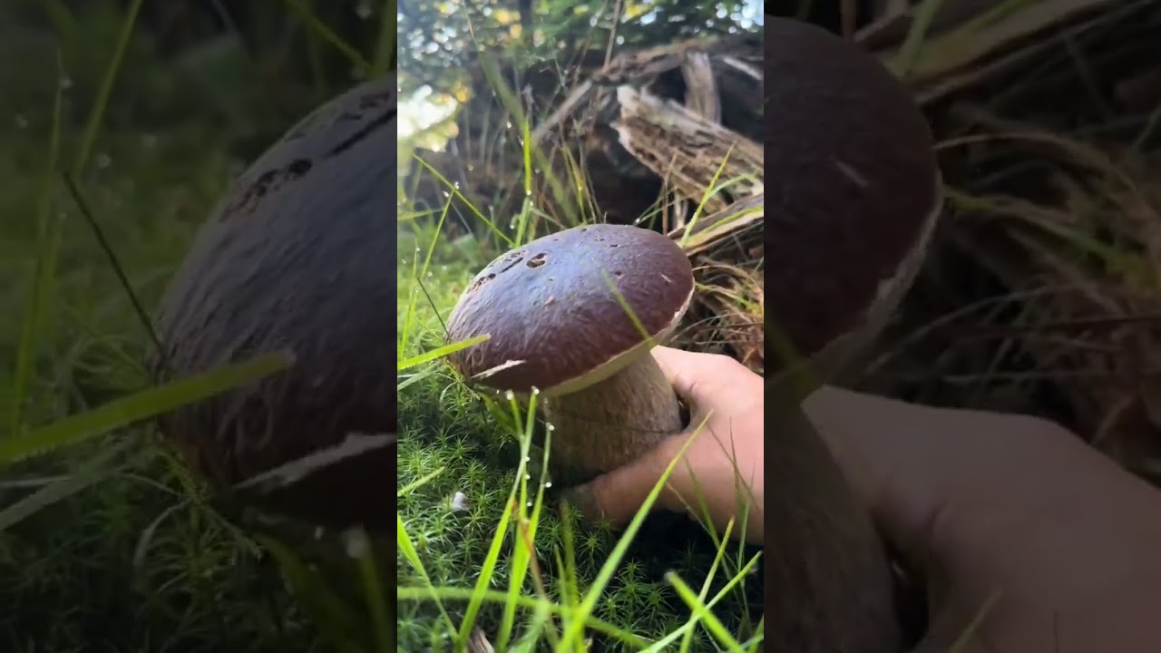 Tiny Gentlemen: The Elegant Mushrooms Gracing the Moss World #mushroom #forageharvest #fungi #nature