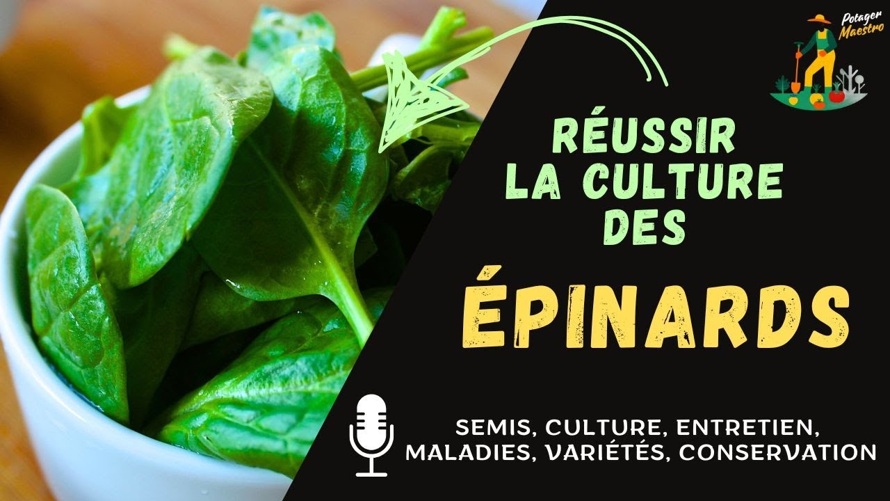 Réussir la culture des épinards dans votre potager