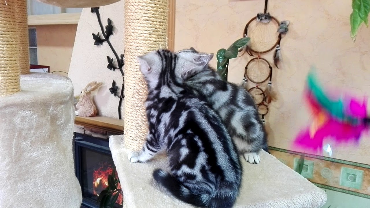 Classic tabby British shorthair babies