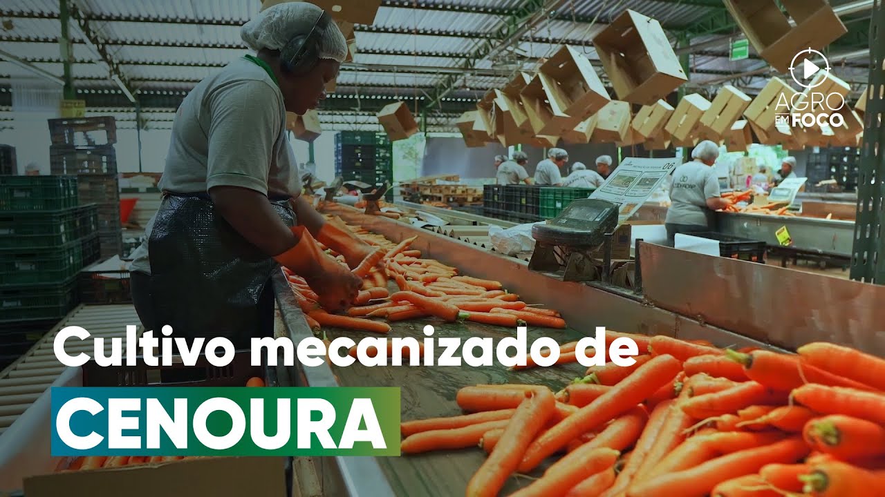 Cenoura, da semeadura até o supermercado - Agro Em Foco #104