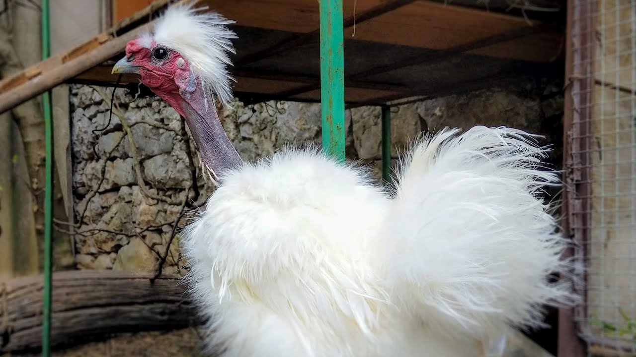 Bantam Naked Neck Silkie Couple Have a New Home - Introducing New Chickens to a Flock