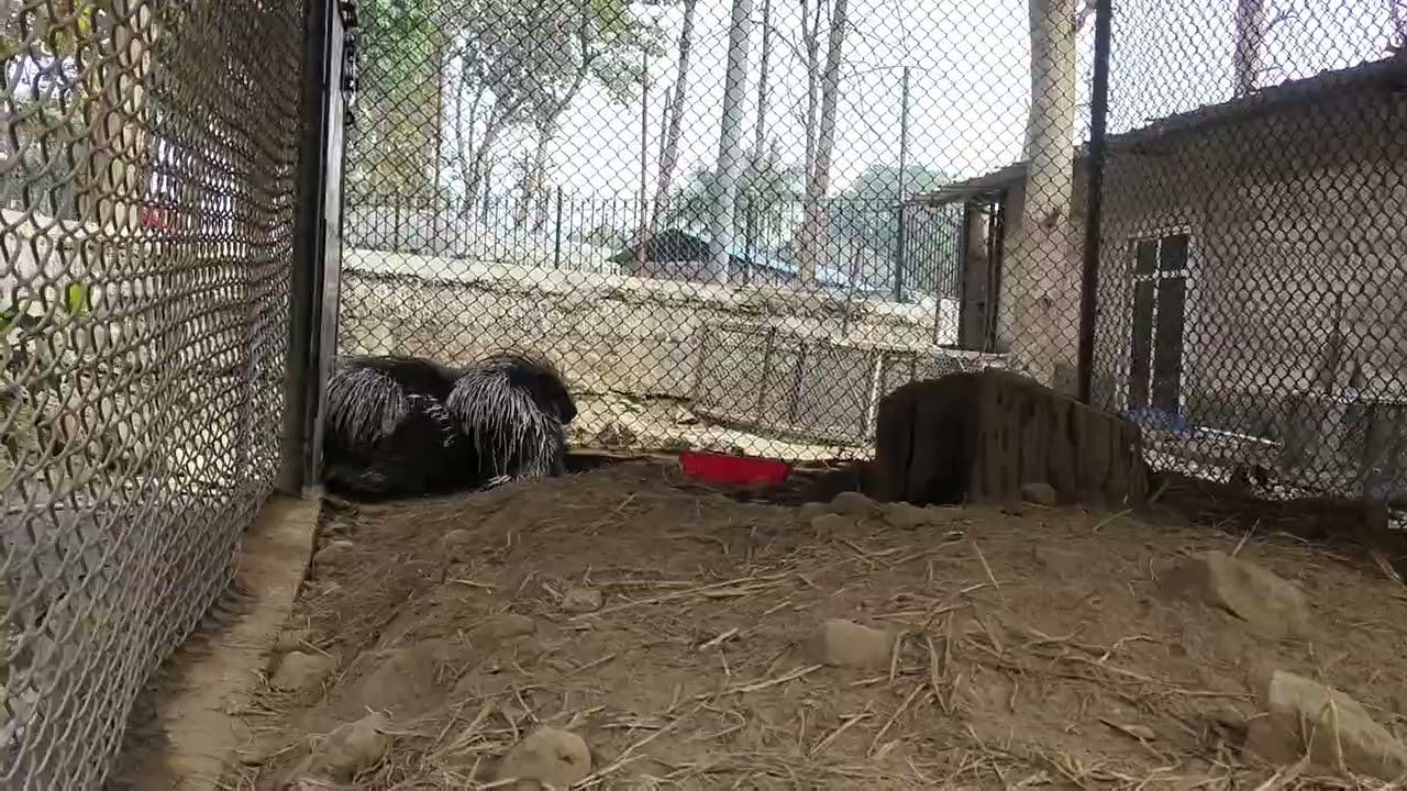 Animal