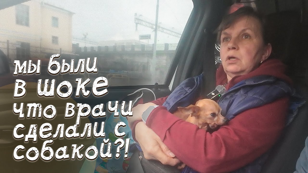 Врачи чуть не усыпили собаку! ШОК! Выясняем как так получилось!