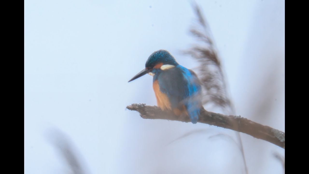Federsee:Tiere und Landschaft Ende Dezember,Rohrdommel,Seeadler,Eisvogel,Biber...