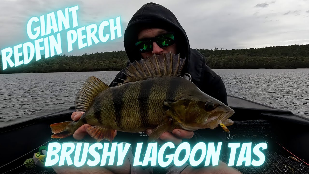 Giant Redfin Perch : Brushy Lagoon Tasmania
