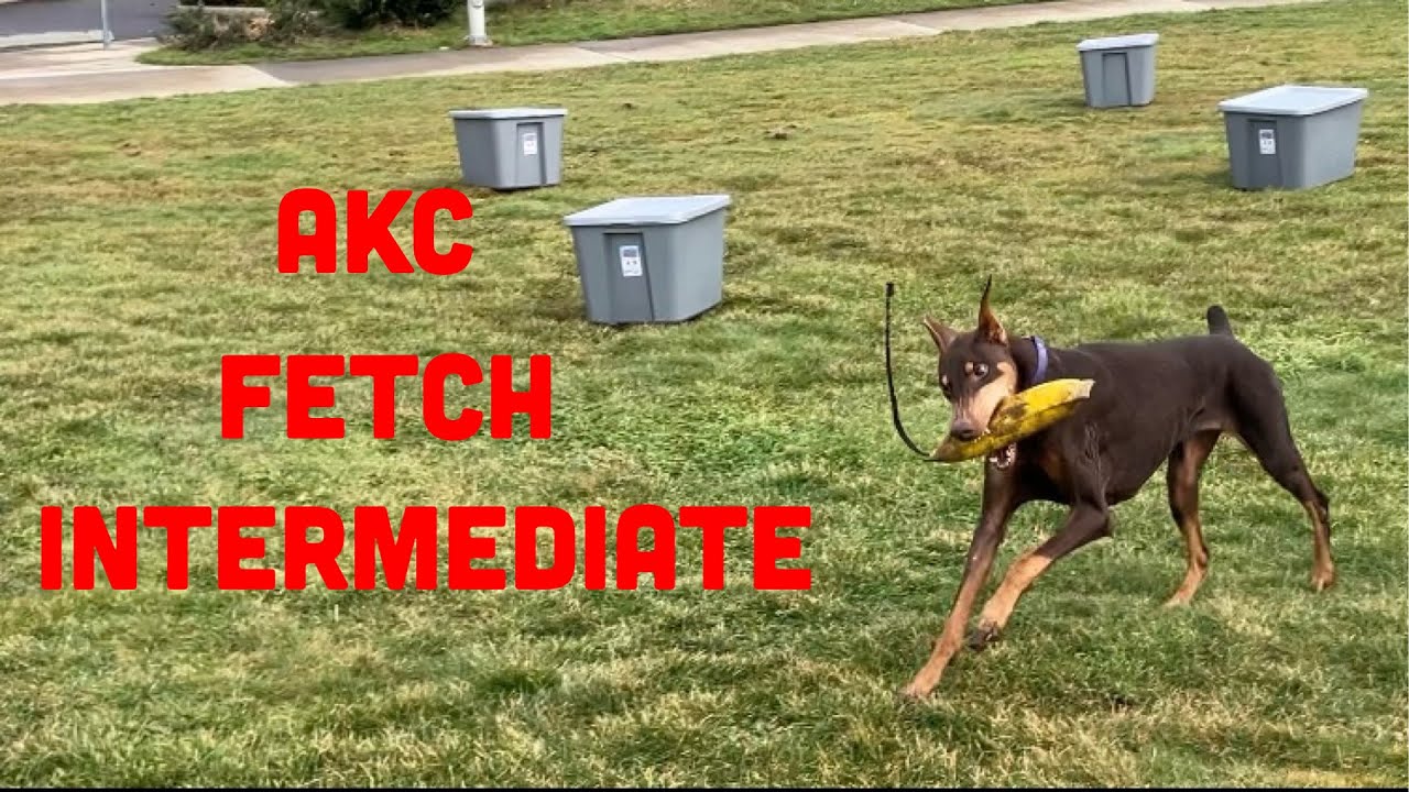 AKC Fetch Intermediate TFI — объяснение и демонстрация