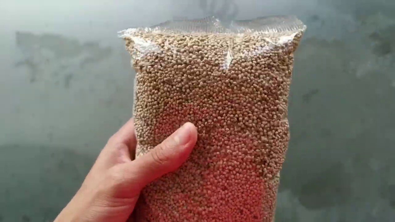 PERILA - BENEFÍCIOS PARA PÁSSAROS !
