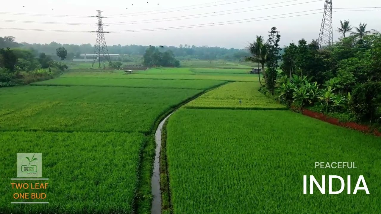 Empowering Farmers with Two Leaf One Bud Tea 🍃🌿 | Saluting the Unsung Heroes