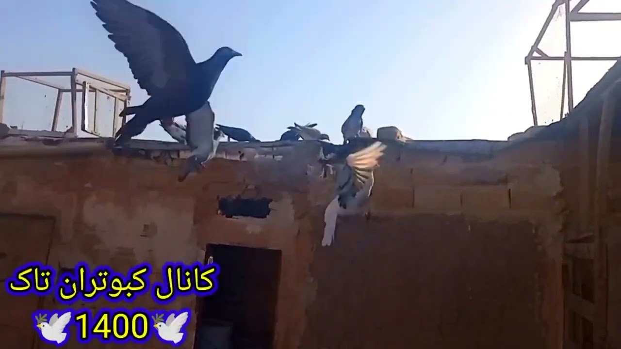 جلد کردن کبوتر داخل حیاط