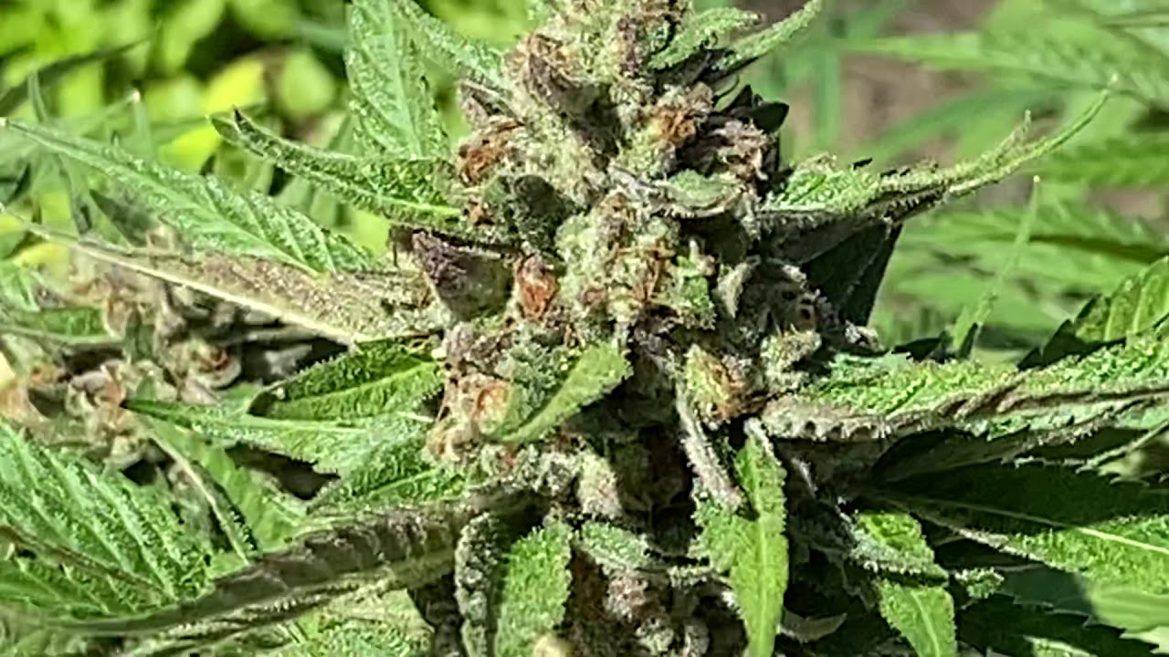 Grape punch preview!   (Seed to harvest vid coming soon)