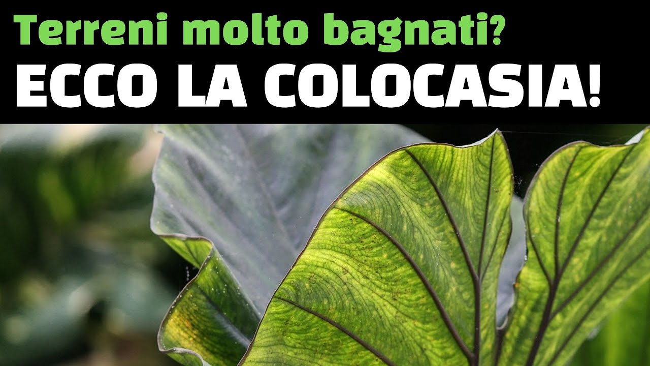 Per terreni molto bagnati ecco la Colocasia