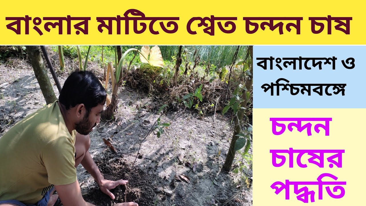 বাংলাদেশে চন্দন চাষের পদ্ধতি /Sandalwood Cultivation /চন্দন চাষ/Chandan Gach Chas#geoedututorial#