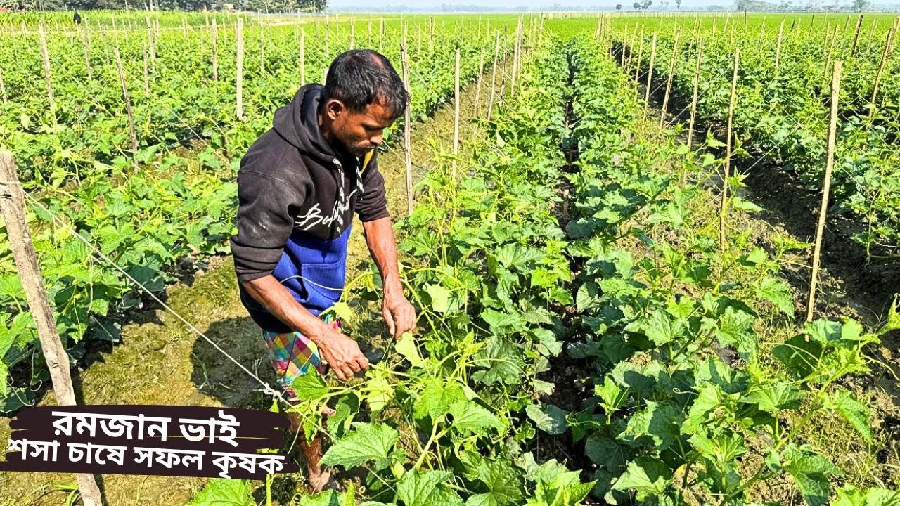শসা চাষে রমজান ভাইয়ের সফলতার গল্প || cultivation cucumber || Bangladesh Agro LTD.