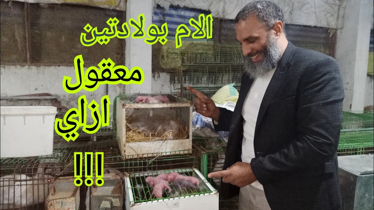 ارانب الخير الارنبه ولدت ١٦ اعمل ايه،٣٣٦