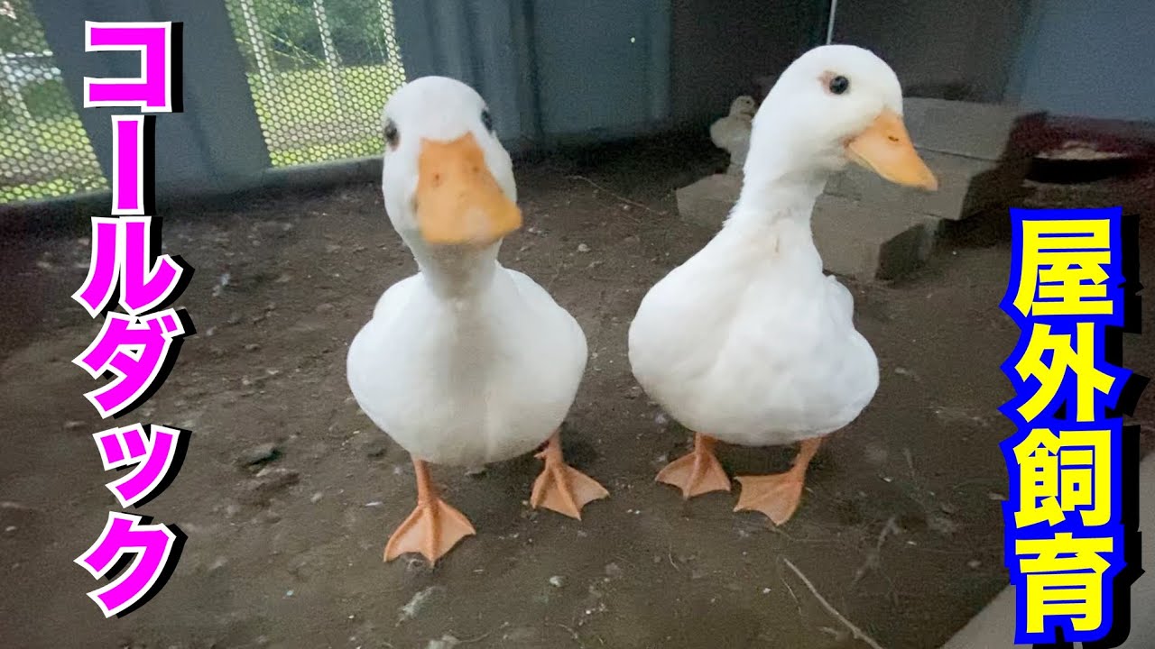 コールダックの小屋がにぎやかになりました！