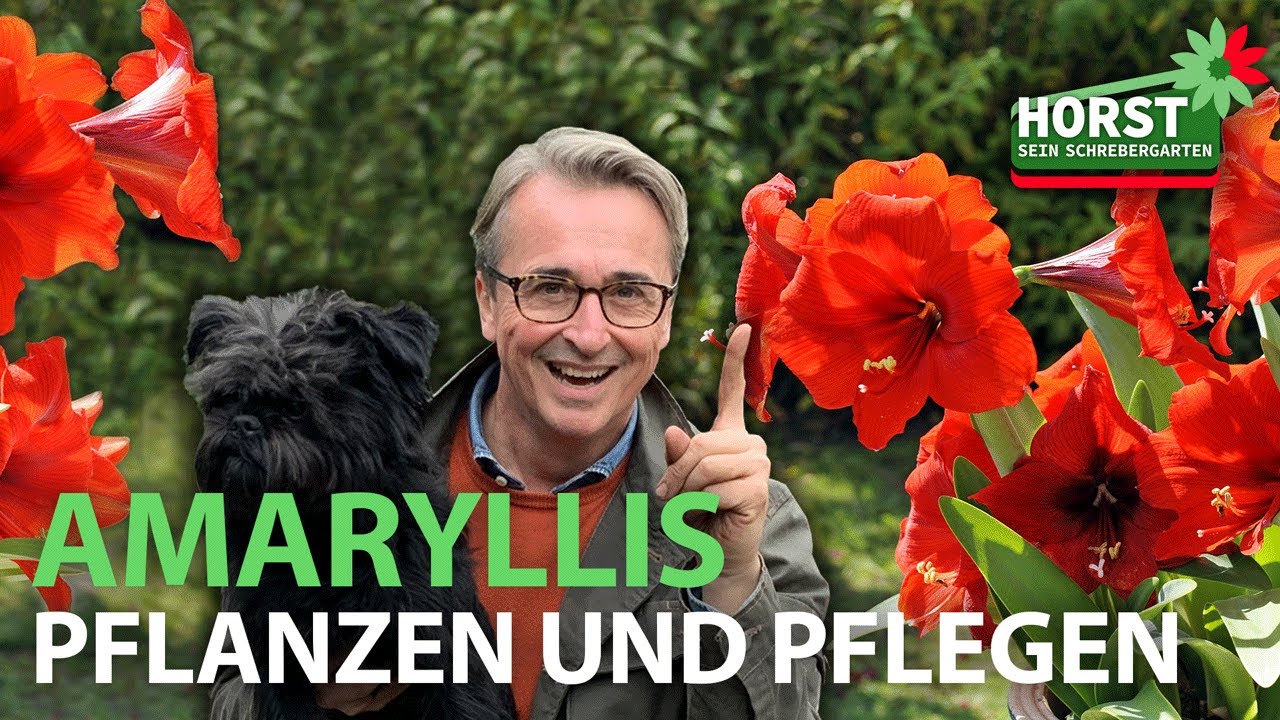Amaryllis pflanzen und pflegen | Horst sein Schrebergarten