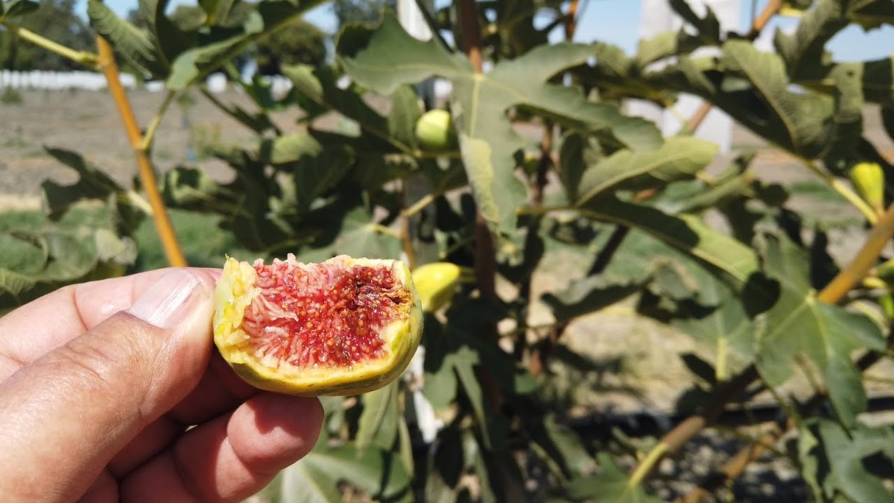 Popone Fig