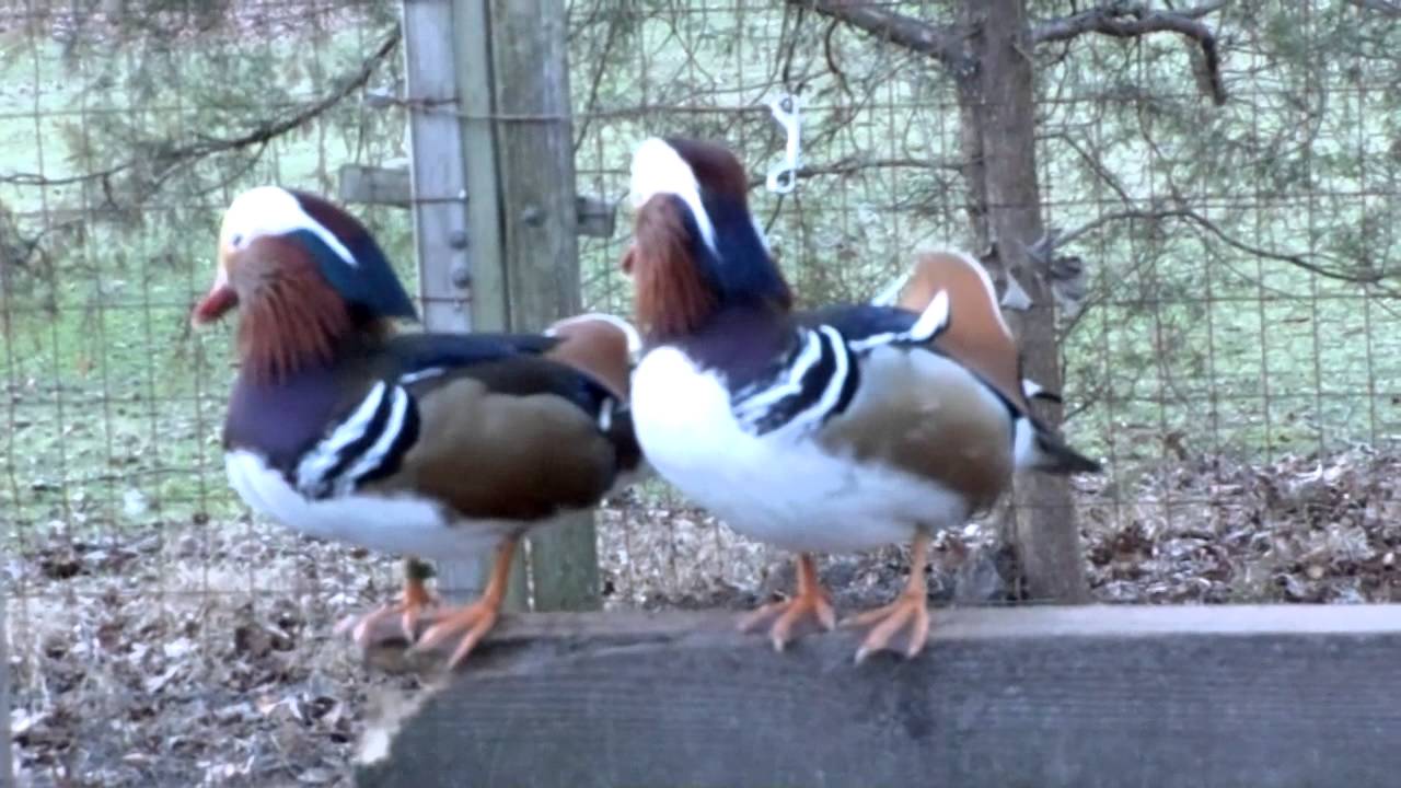Mandarin Ducks at Kooymans Farm
