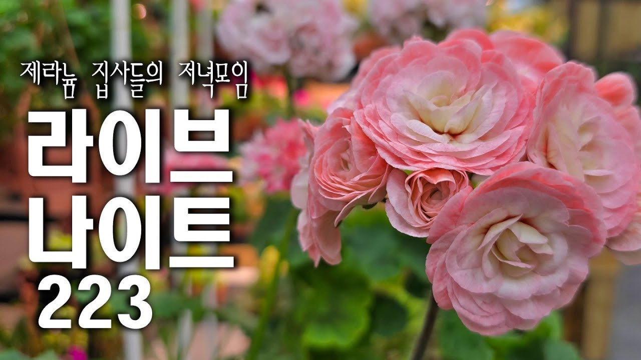 멍밥풀,라이브 나이트223.제라늄식집사의 저녁모임