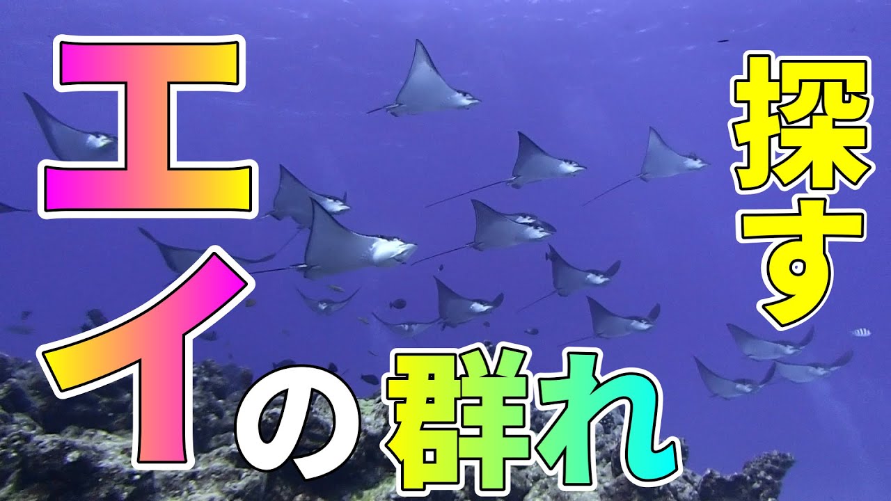 【エイの群れ】サイパンの海で調査ダイブしてみました┃ サイパンの海  ┃ マリアナブルー