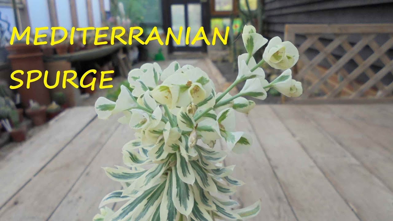 Variegated Euphorbia 🌴🌴🌴
