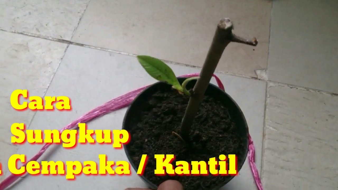 Stek Pohon Cempaka / Kantil dengan cara Sungkup..berhasil //Bonsai,cangkok,stek  @TanamanKu