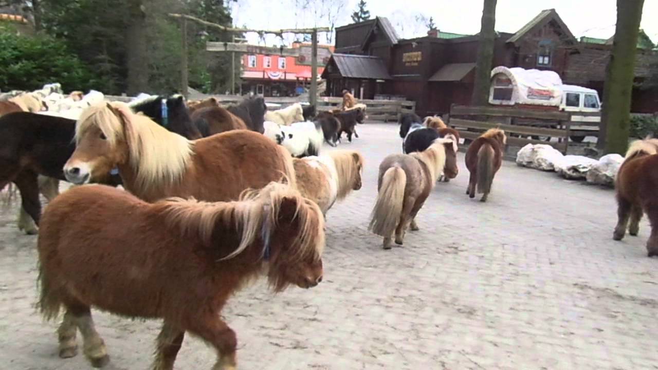 los lopende paarden in ponyparkcity