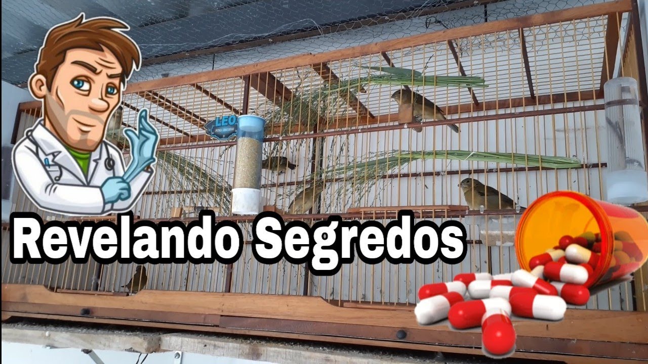 Manejo para Reprodução de COLEIRO Tratamento Barato Com Resultado