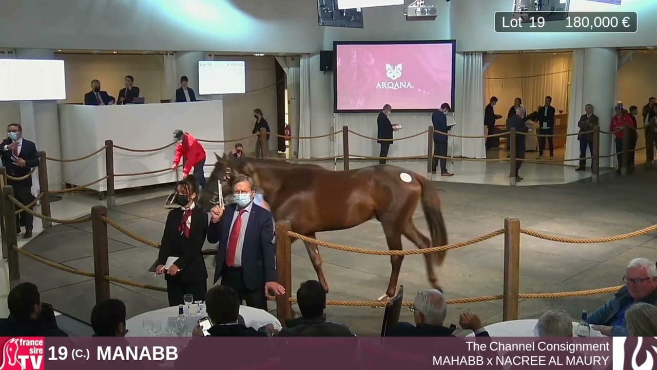 Top Price - 230 000E - MANABB - M19 - Vente Arqana de Pur-Sang Arabes 2021