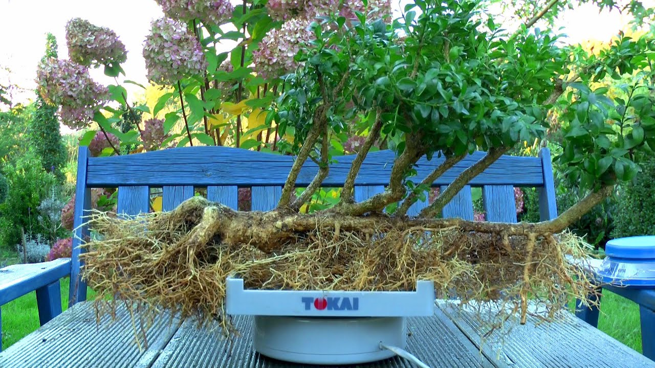 Buchsbaum Buxus Bonsai Floßform